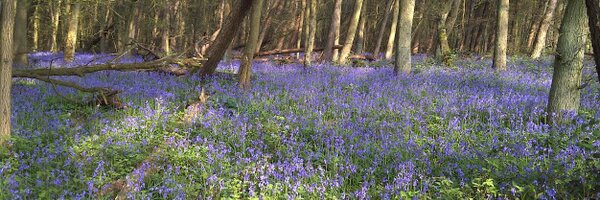 SandraPsych Profile Banner