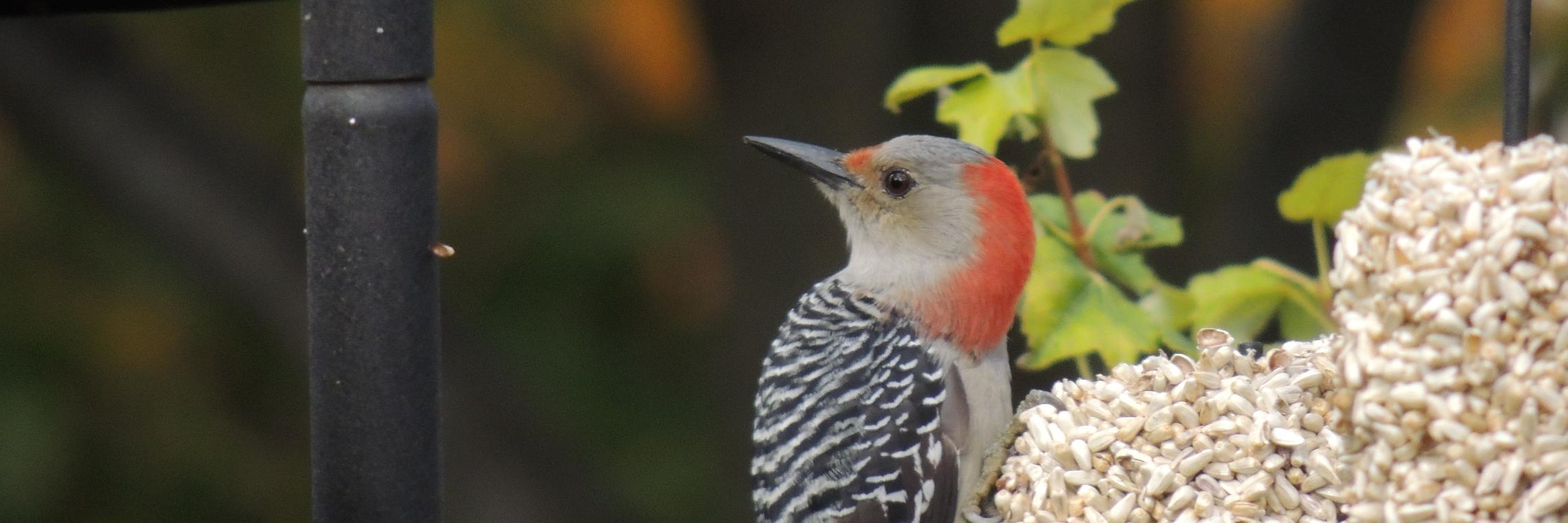 Mary Ellen Nesham banner