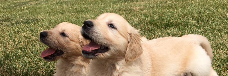 HotelDonPerro's profile banner image