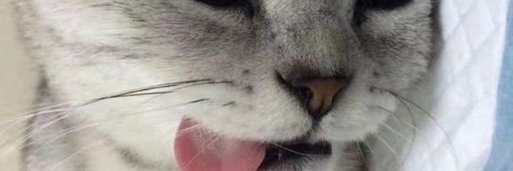 Cro_onix's profile banner image