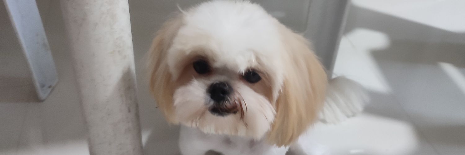 ChesterLucena's profile banner image