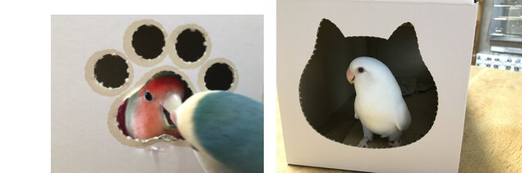 violaspp's profile banner image