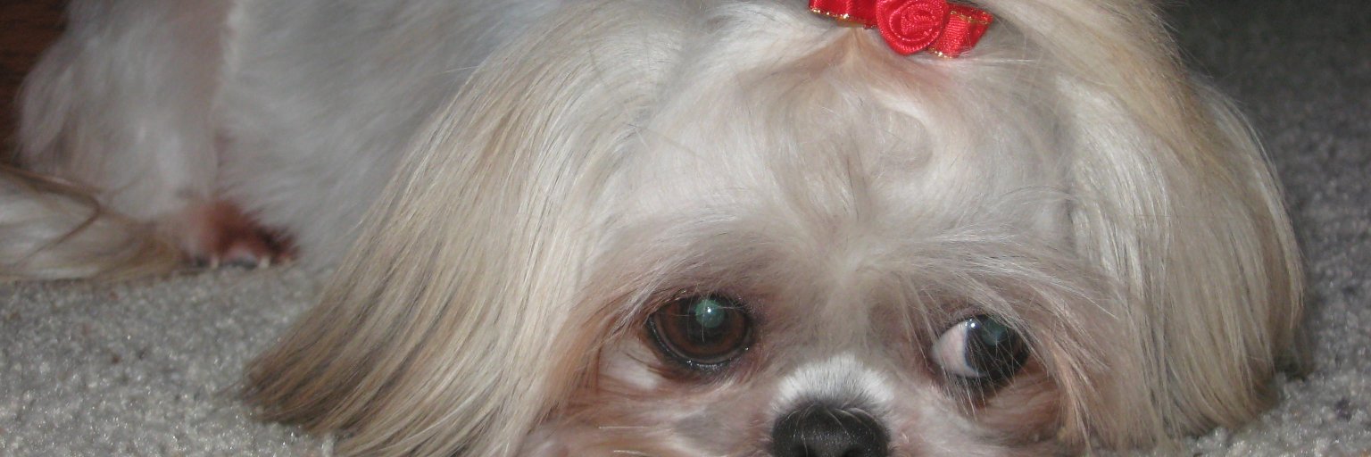 Nancy_Thornton's profile banner image