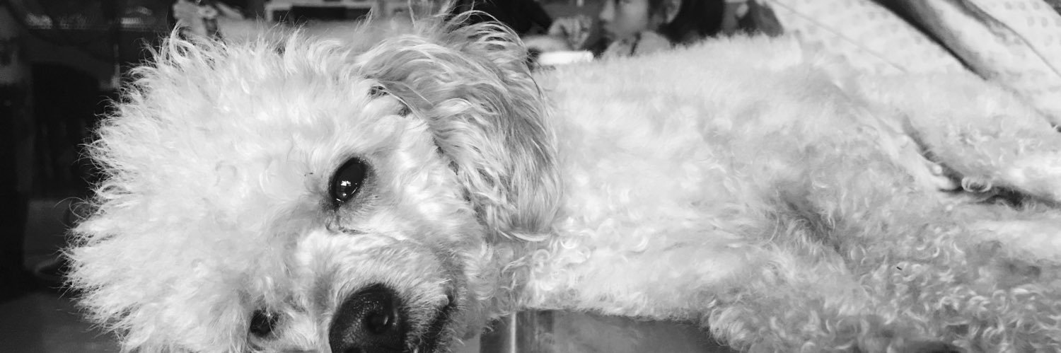 sydneyvja's profile banner image