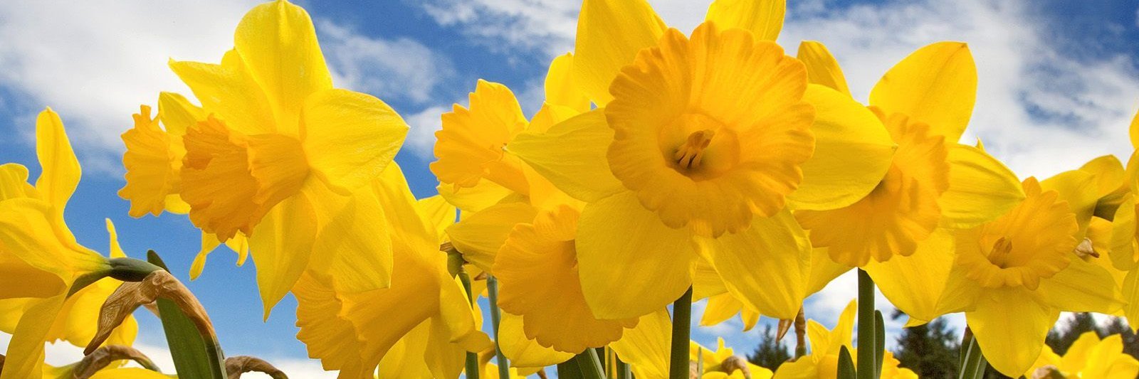 Eileen Collins banner