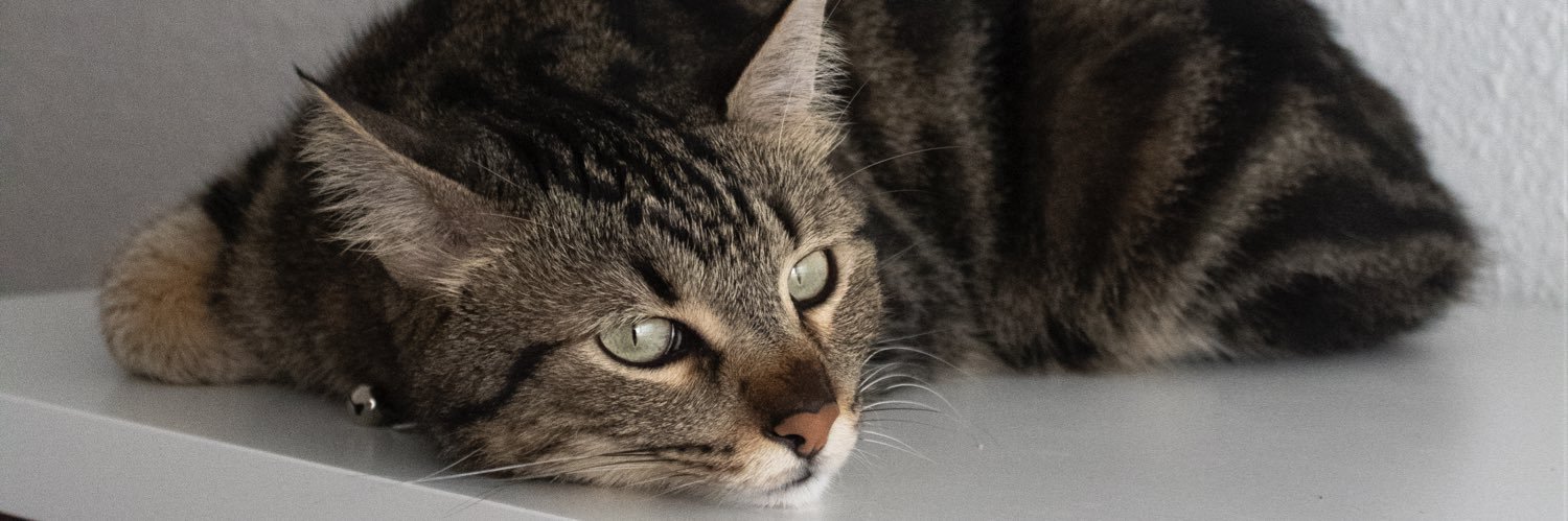 desiiperez_'s profile banner image