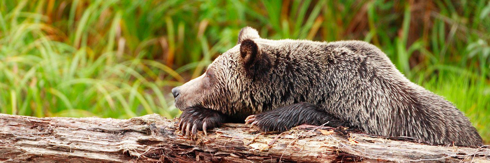 wildbearlodge's profile banner image