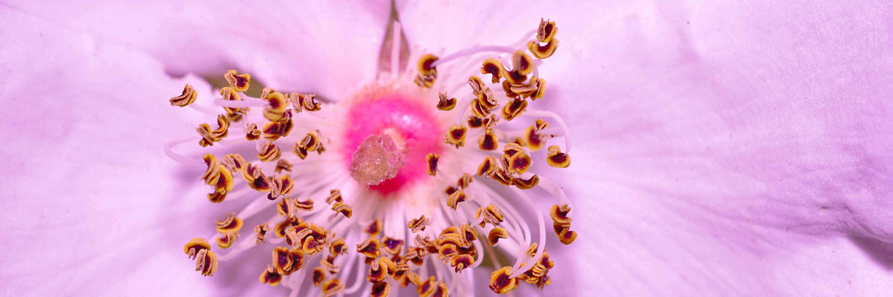 #membrenonchoyédel'EN banner