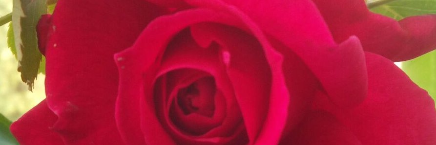 must_struggle's profile banner image