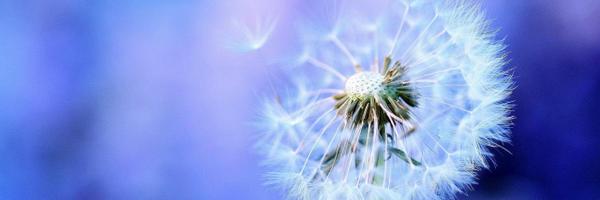 KiAlic Profile Banner