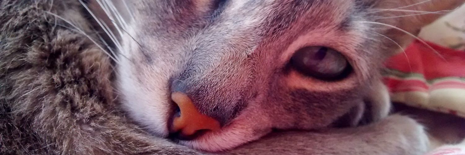 conittoledo's profile banner image