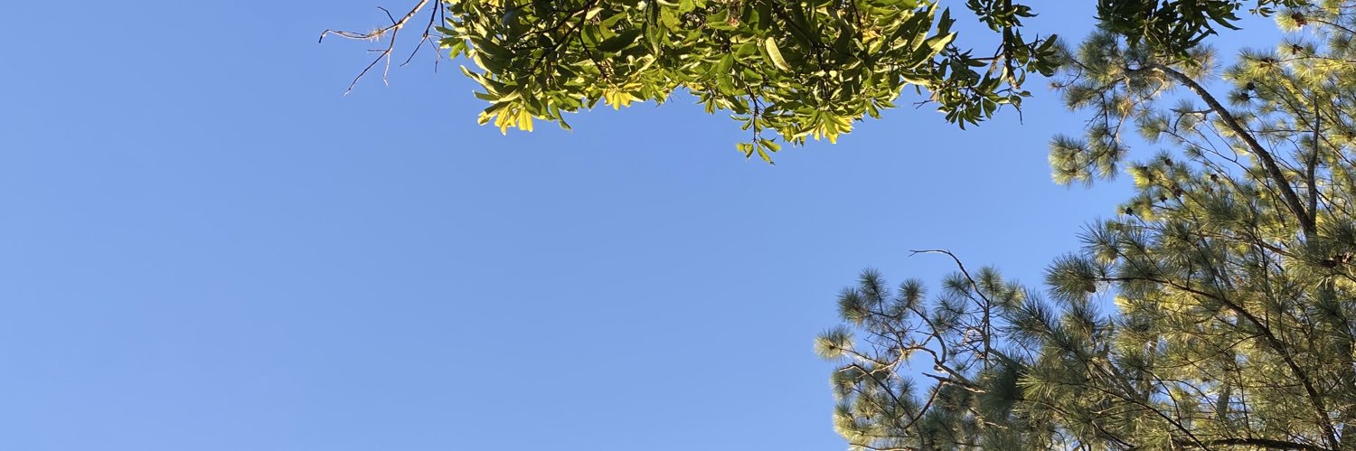 sofi ⋆✮ .✦ ݁ ✶ ˙ banner