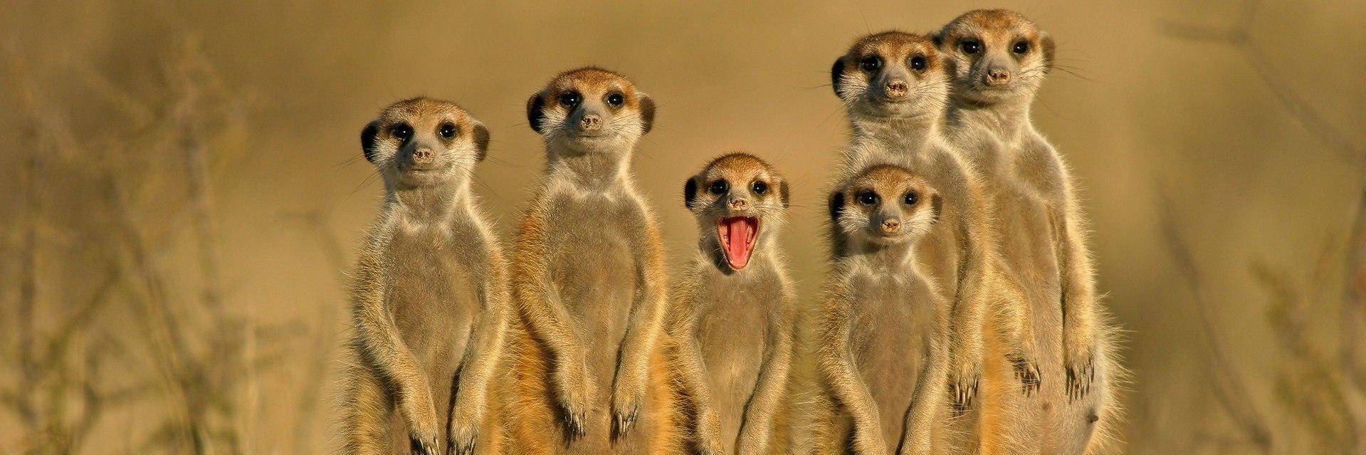 Jason McNellis banner