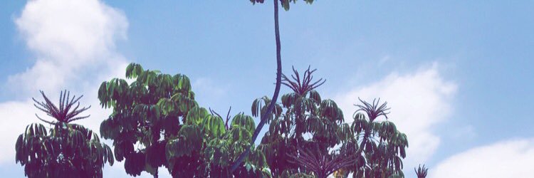 WaringDavid's profile banner image