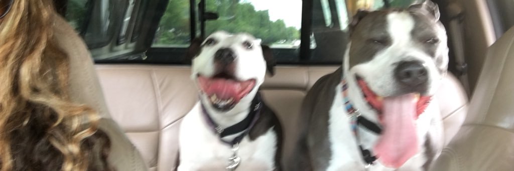 HubbardBella's profile banner image