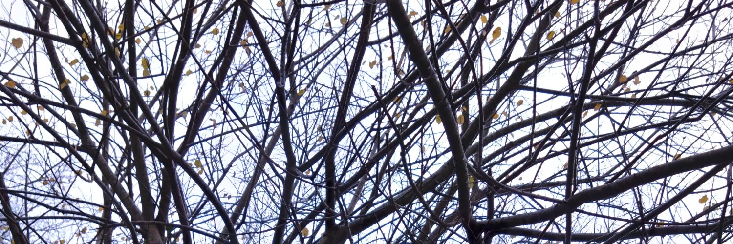paranoidpests's profile banner image