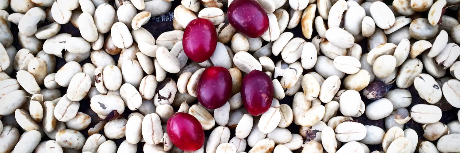 mapachecoffee's profile banner image