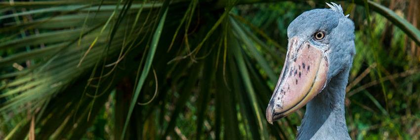 GHCAAZK's profile banner image
