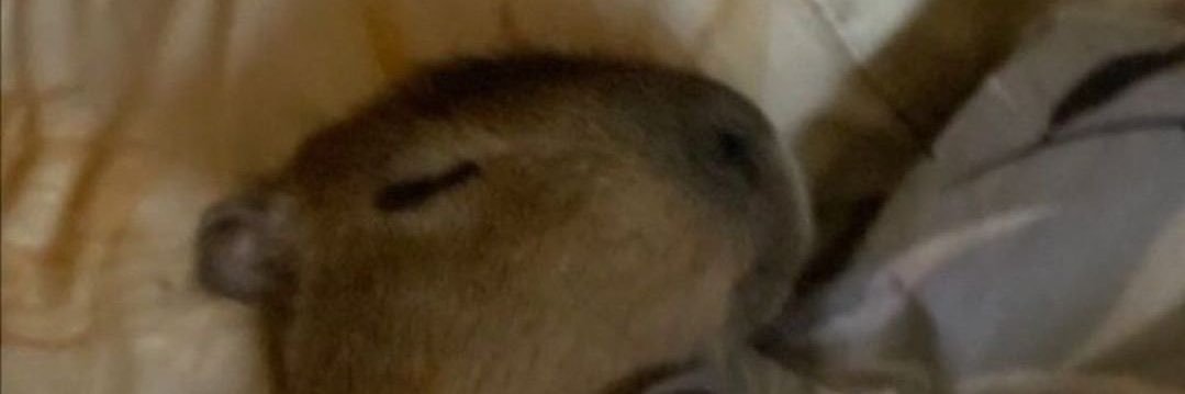 DavidCeron_'s profile banner image