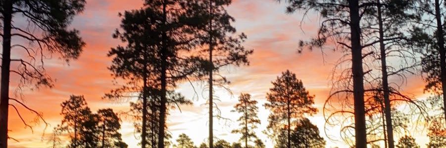 therealOGX's profile banner image