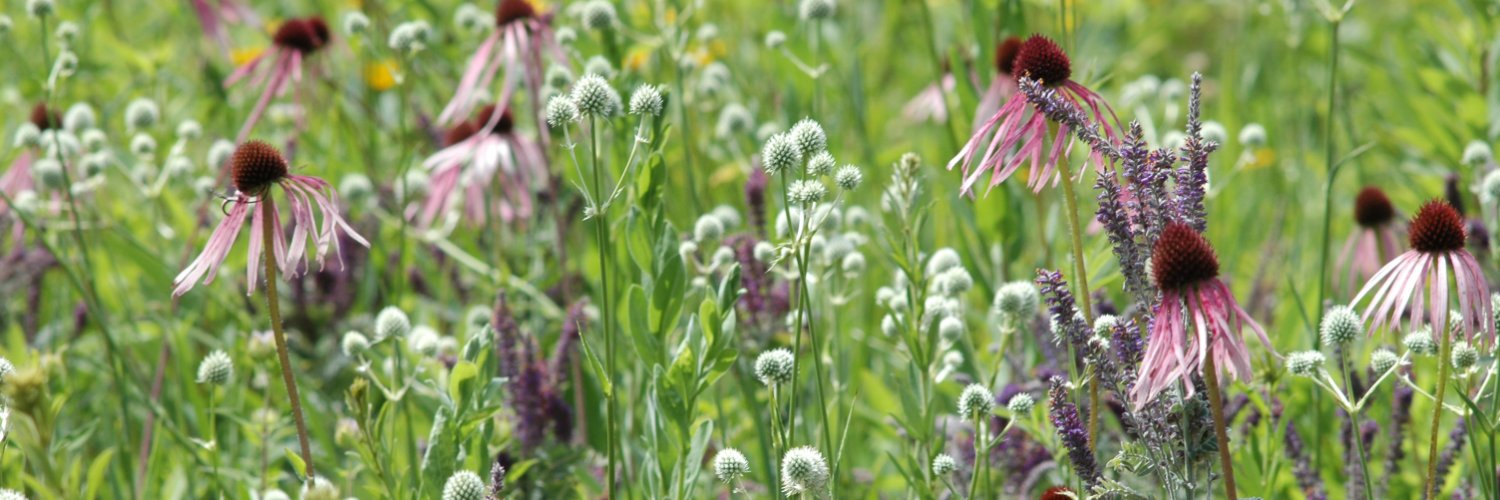 Prairie Moon Nursery (@PrairieMoonNrsy) / Posts / X
