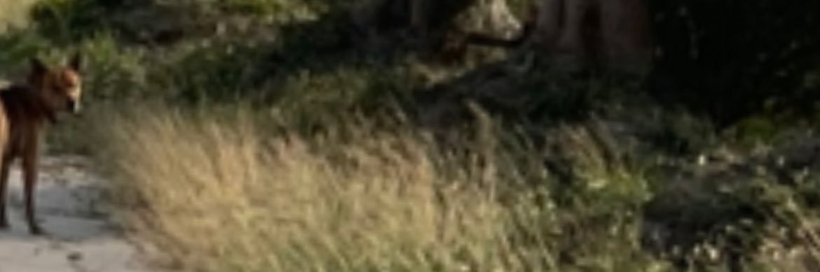 failtalessh's profile banner image