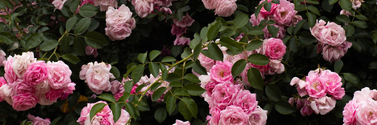 aidanastridge's profile banner image
