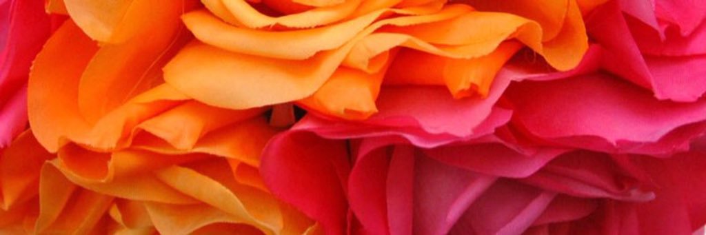 beareeed's profile banner image