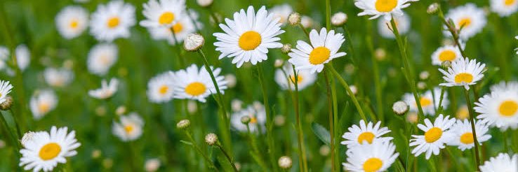 mareesheela's profile banner image