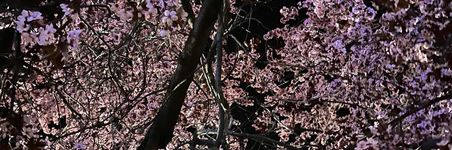 sesticht's profile banner image