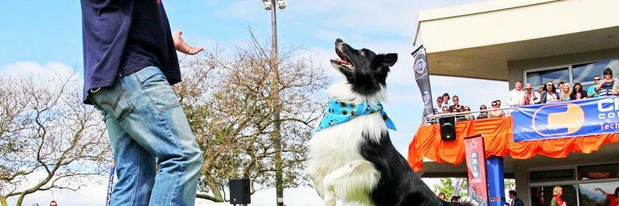 Dogzcool_Show's profile banner image