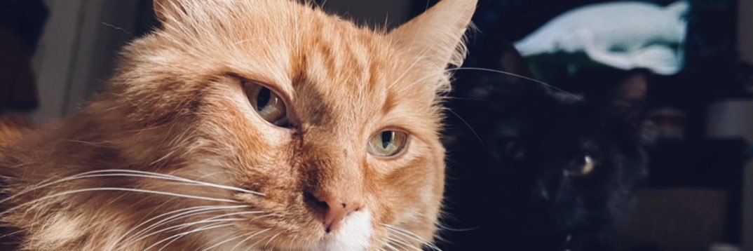 ohsofrivolous's profile banner image