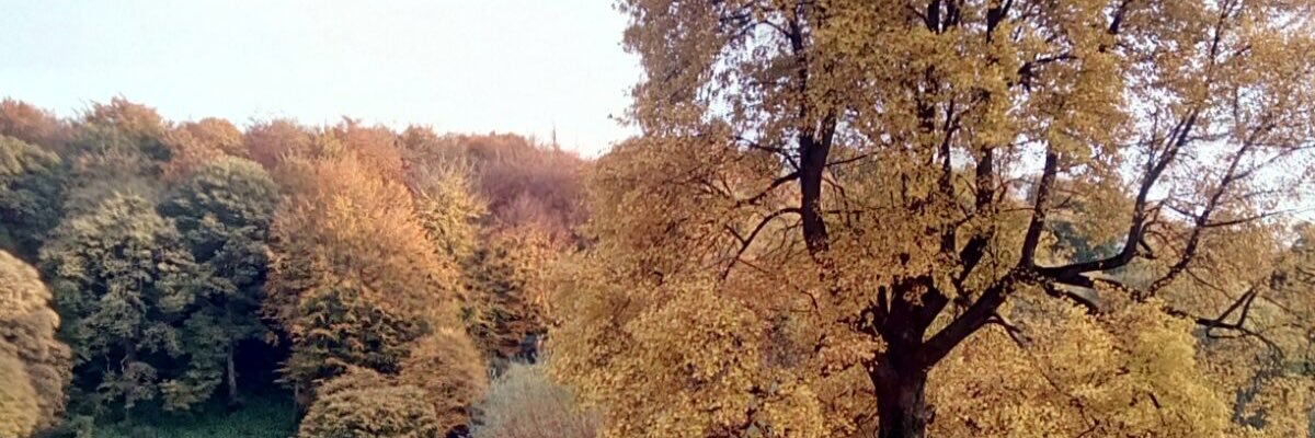 Divacute_1's profile banner image