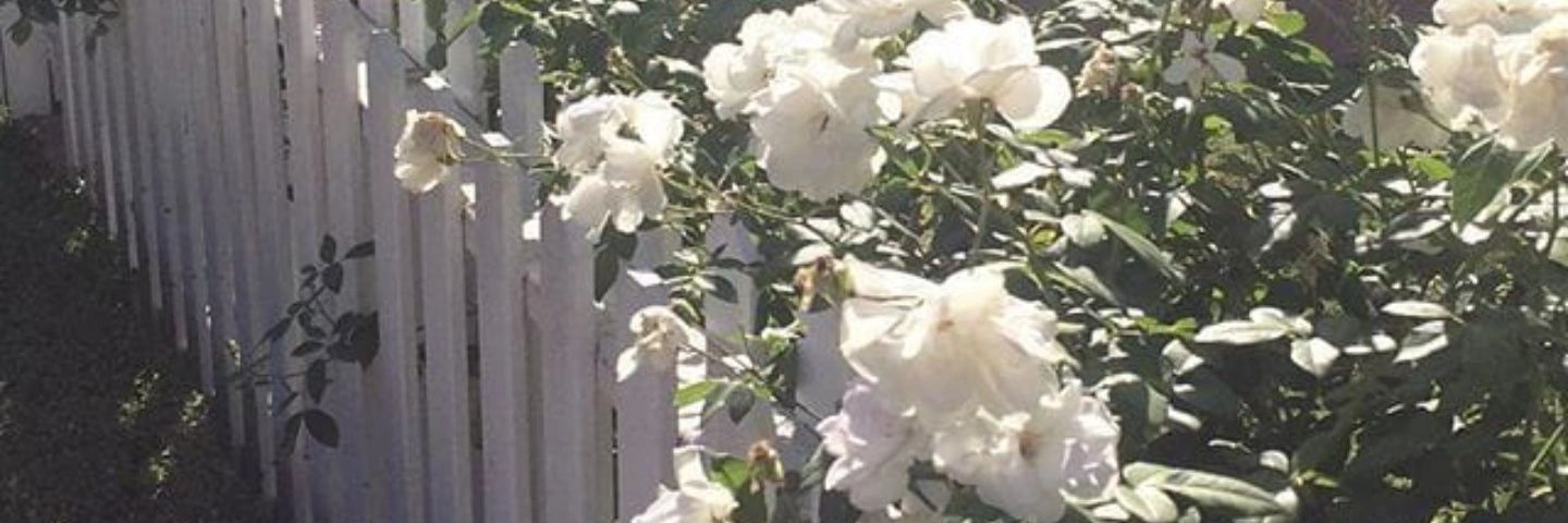 Rosewhite_45's profile banner image