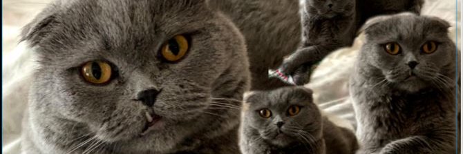 queenlarissa19's profile banner image