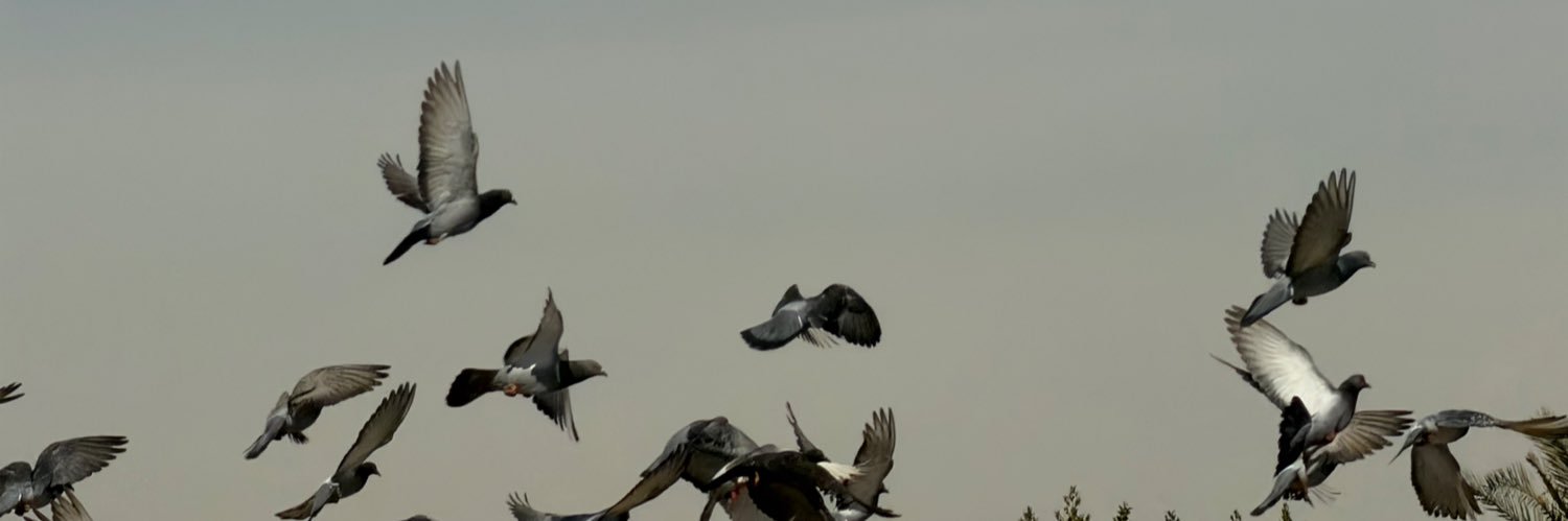 TURKI banner