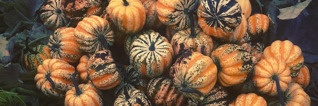 Dr Charlotte Chivers banner