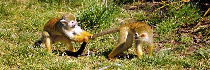 Daniel García Raso banner