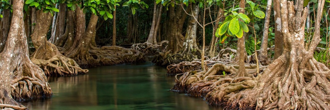 Pôle-Relais Zones Humides Tropicales banner