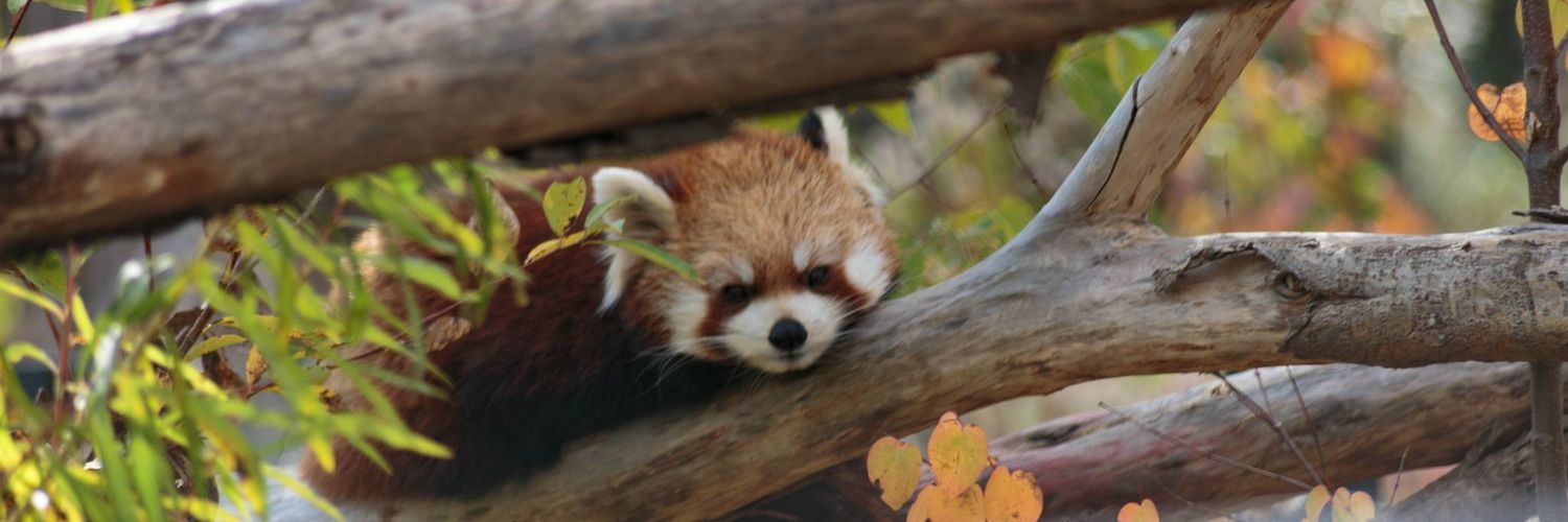 tyto1_4's profile banner image