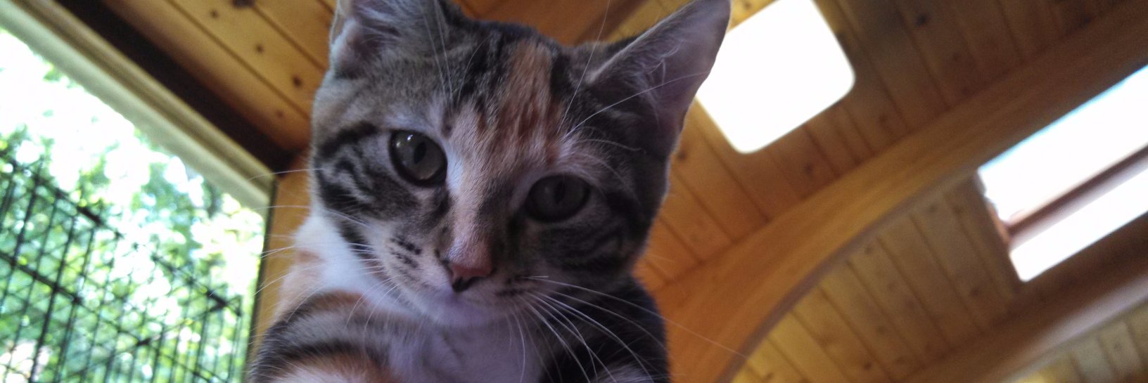 MahopacVet's profile banner image