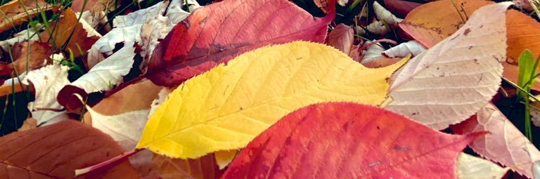 serbioss's profile banner image