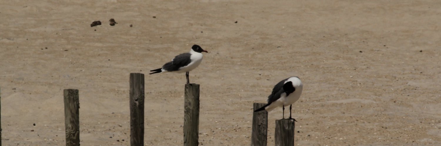 MaggieClaypool banner