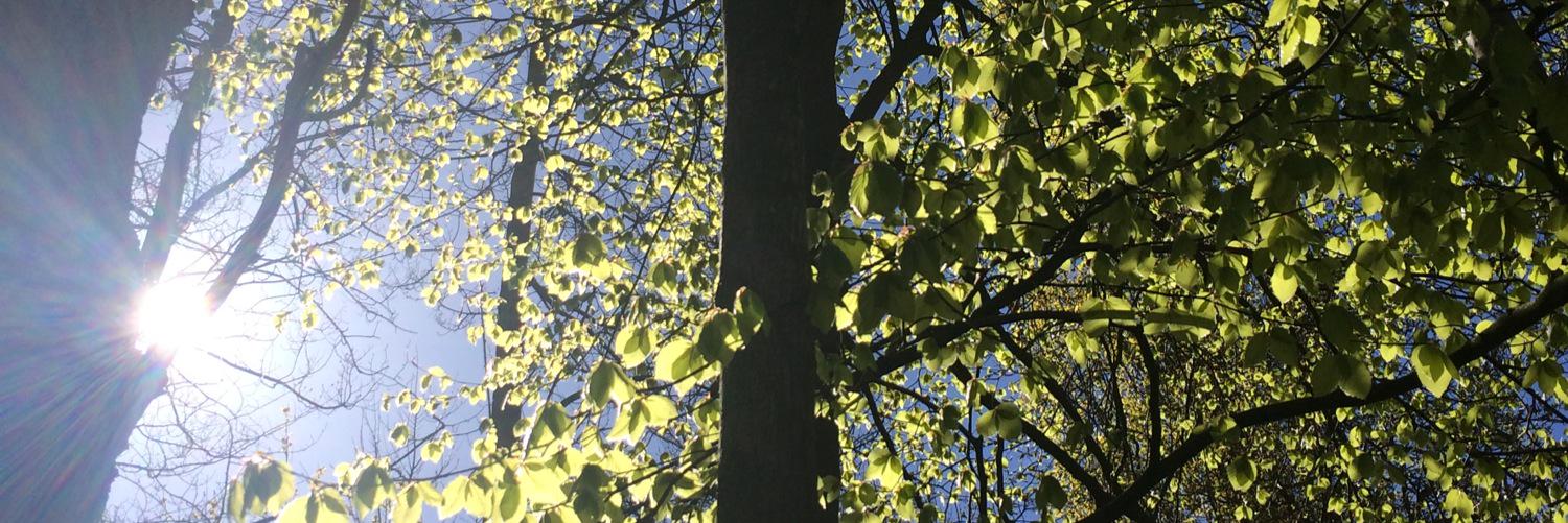 blissgeden's profile banner image