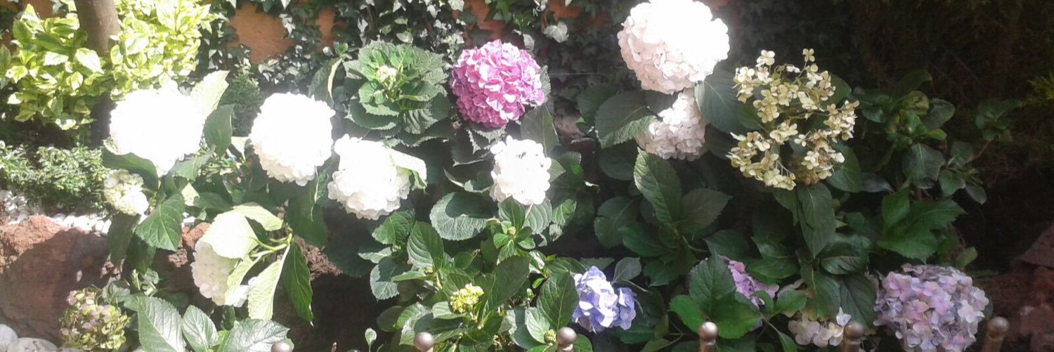 letylimon76's profile banner image