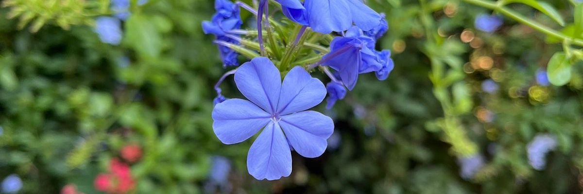 NinaCaste's profile banner image