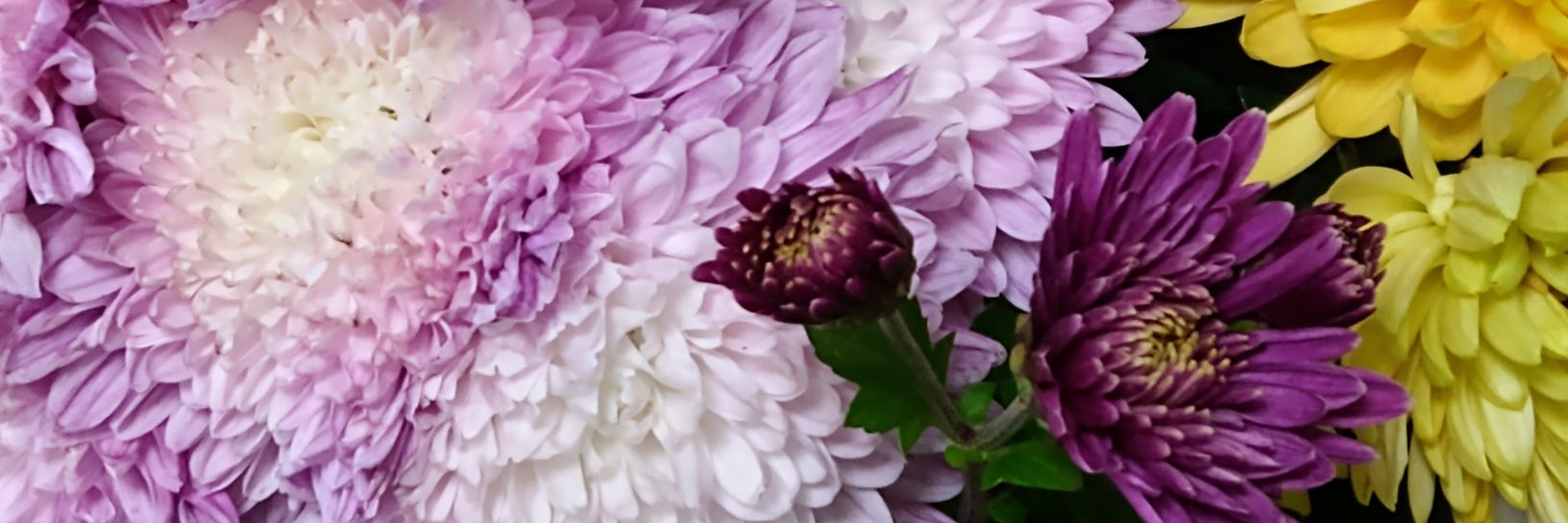yoimachi_st352's profile banner image