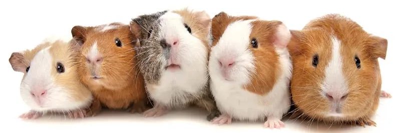 ♡ guineabug 💋 banner