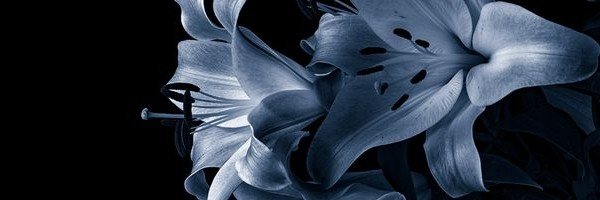 avelinelua's profile banner image