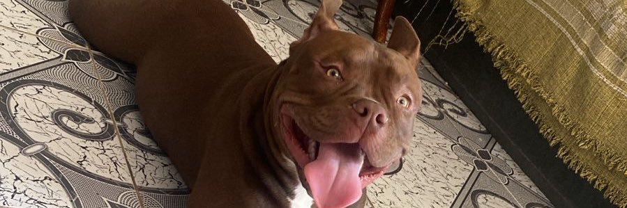 Evilinbj_'s profile banner image